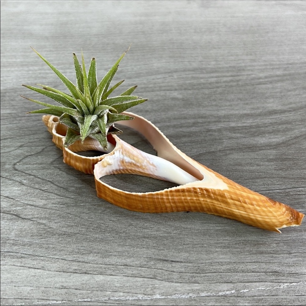 🌿Air Plant in a Shell🌿
